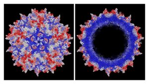 Dyno Therapeutics, AAV capsid