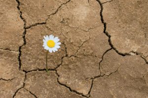 Daisy flower in the desert